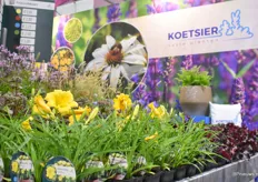 De Hemerocallis van Koetsier Vaste Planten.